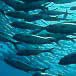 Boletín Pesca Sostenible Nº6