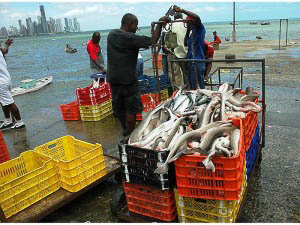 La nueva herramienta también ayudará a disminuir la pesca incidental de tiburones y la pesca ilegal.