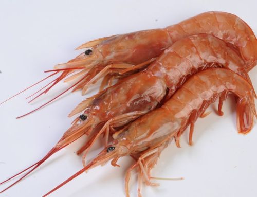 ARGENTINA – LANGOSTINO: Histórica certificación del langostino costero de Chubut
