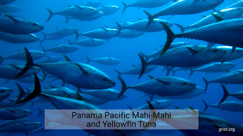 Panama Pacific Mahi-Mahi and Yellowfin Tuna – longline
