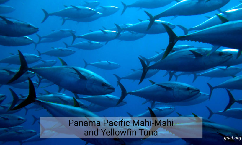 Panama Pacific Mahi-Mahi and Yellowfin Tuna – longline