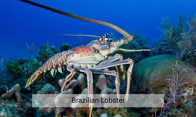 Brazilian Lobster