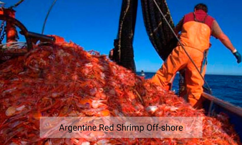 Argentine red shrimp off-shore