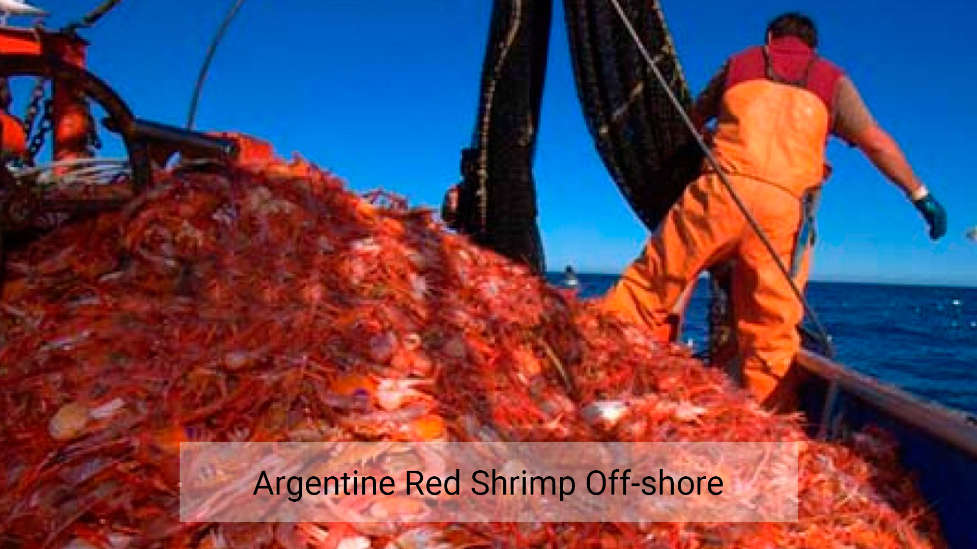 Argentine red shrimp off-shore - Centro Desarrollo y Pesca Sustentable
