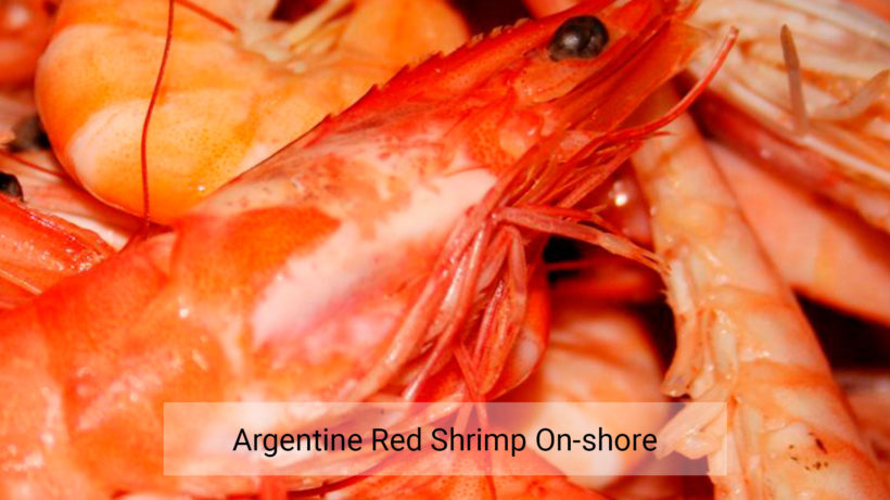 Argentine red shrimp on-shore