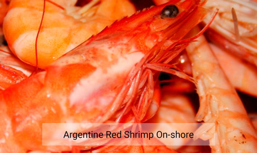 Argentine red shrimp on-shore