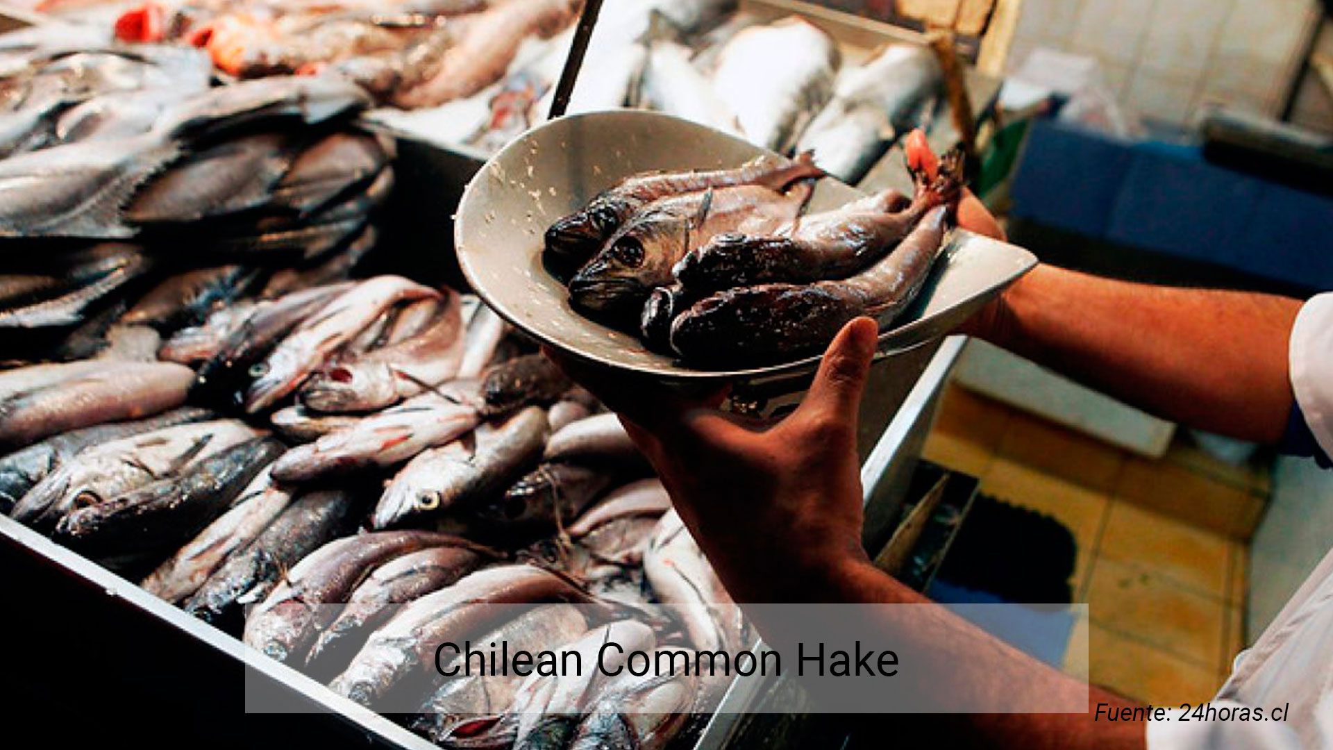 Chilean hake - Centro Desarrollo y Pesca Sustentable