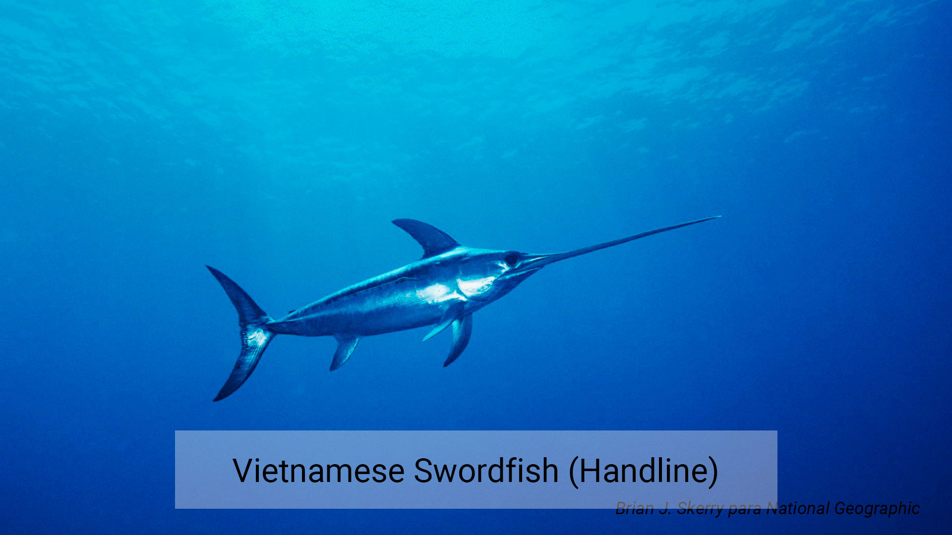 Juvenile Swordfish