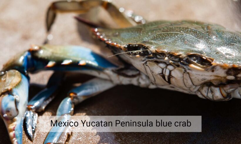 Mexico Yucatan Peninsula blue crab – dipnet/pot/trap