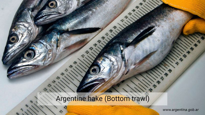 Argentine hake (Bottom trawl)