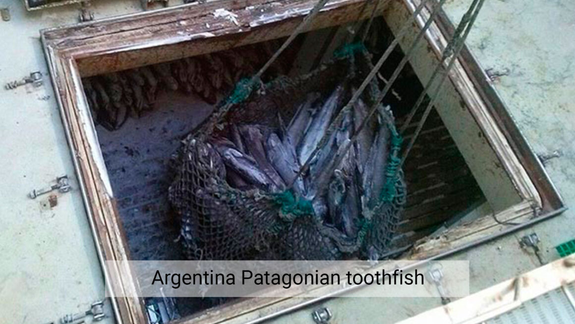 Argentina patagonian toothfish Centro Desarrollo y Pesca Sustentable