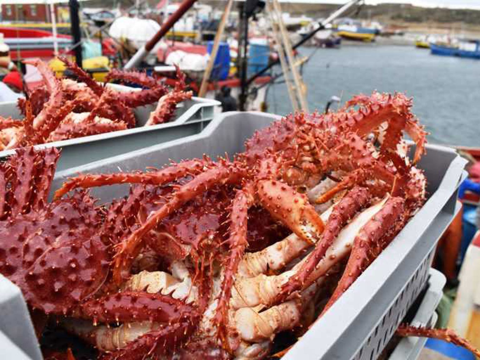Centolla de Chile: Se lanzan dos nuevos PROMEs - Centro Desarrollo y