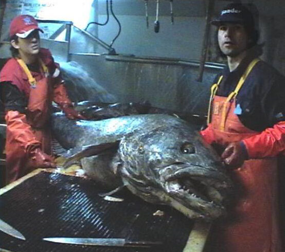 La pesquería de merluza negra (bacalao de profundidad) inicia su camino hacia la certificación MSC