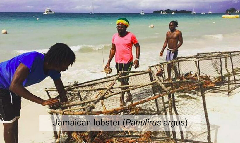 Jamaican lobster