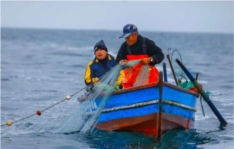 AIPYAA NO PERU: Avança proposta de CeDePesca para legalizar aos pescadores artesanais de merluza (português)