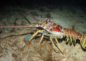 Honduras Caribbean spiny lobster - trap