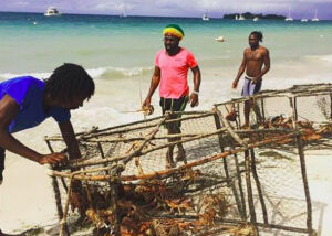 Jamaica spiny lobster – traps