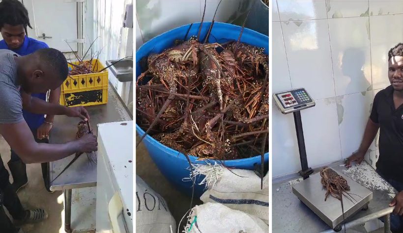 JAMAICA: avanços no projeto de melhoria da pescaria de lagosta