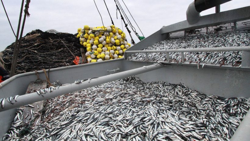 PERÚ – ANCHOVETA: Se reactivó el Proyecto de Mejora de la anchoveta (CHD)