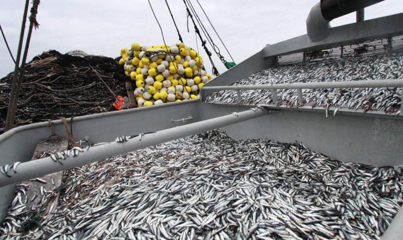 PERÚ – ANCHOVETA: Se reactivó el Proyecto de Mejora de la anchoveta (CHD)