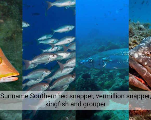 Suriname Southern red snapper, vermillion snapper, kingfish and grouper