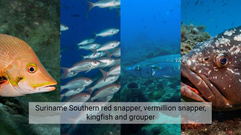 Suriname Southern red snapper, vermillion snapper, kingfish and grouper