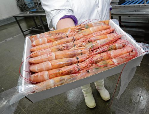 ARGENTINA – LANGOSTINO AGUAS NACIONALES: La pesquería da pasos importantes rumbo a la certificación MSC