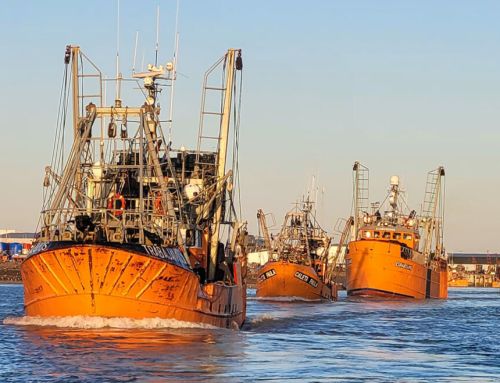 ARGENTINA- CAMARÃO: Chubut celebra a certificação da sua pescaria principal