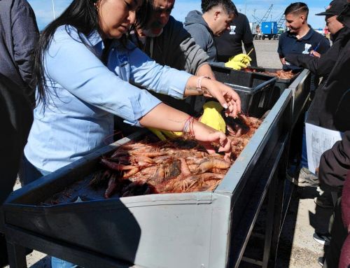 ARGENTINA – LANGOSTINO COSTERO: CeDePesca cumplió una intensa agenda en Chubut