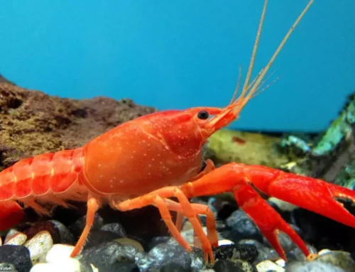 MÉXICO – LANGOSTA ROJA: Inicia un Proyecto de Mejoras de Pesquerías en la Reserva Sian Ka’an
